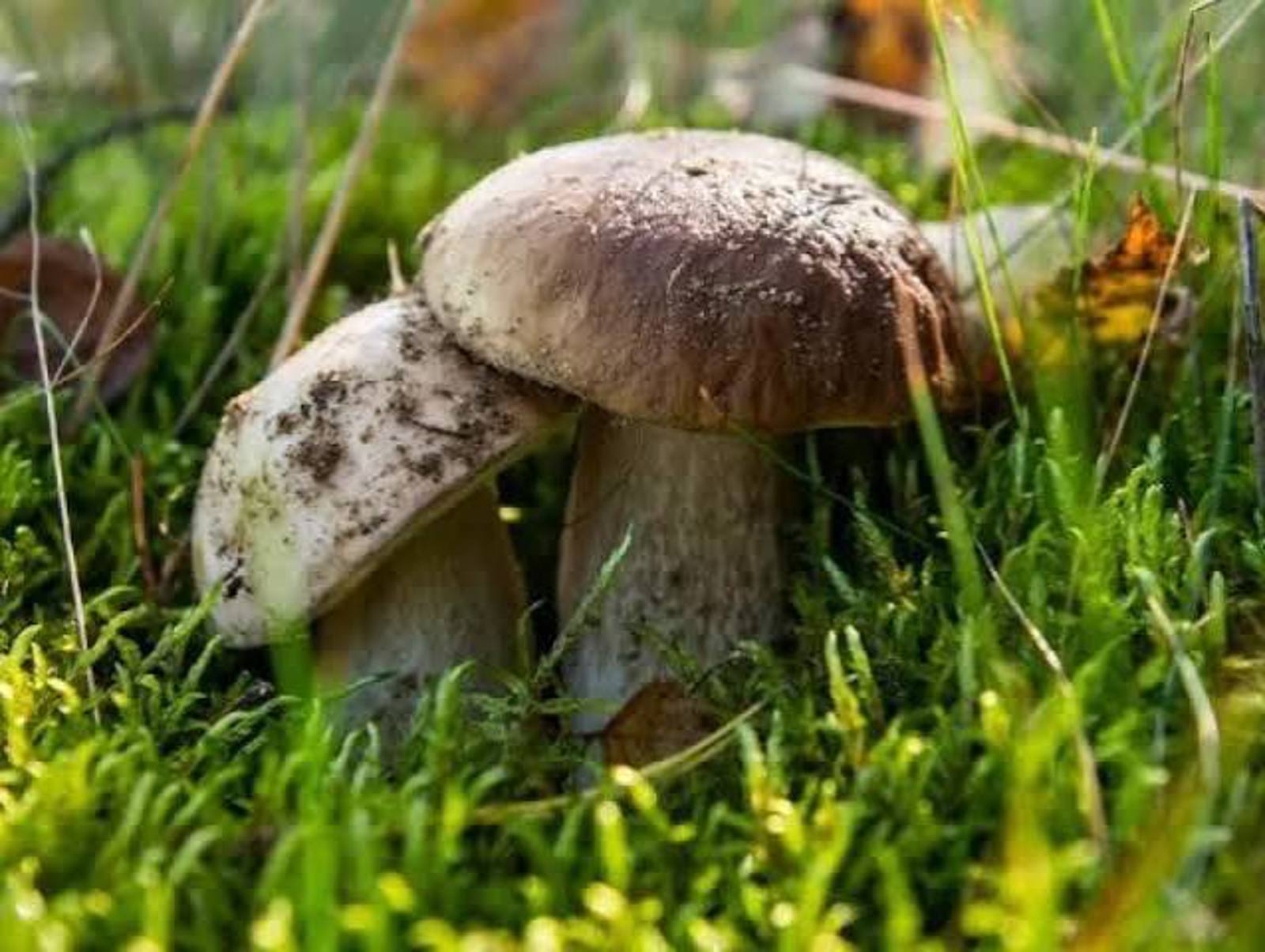 7η ΓΙΟΡΤΗ ΜΑΝΙΤΑΡΙΟΥ ΚΑΙ ΒΟΤΑΝΩΝ